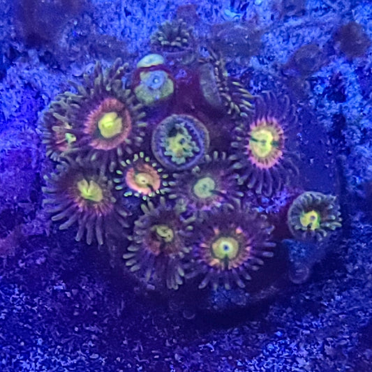 Zoanthid:  RR Kraken  022 9F