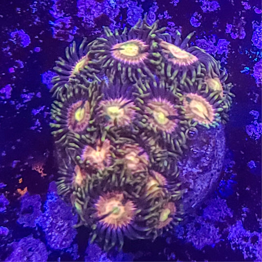 Zoanthid:  RR Kraken 023 13D