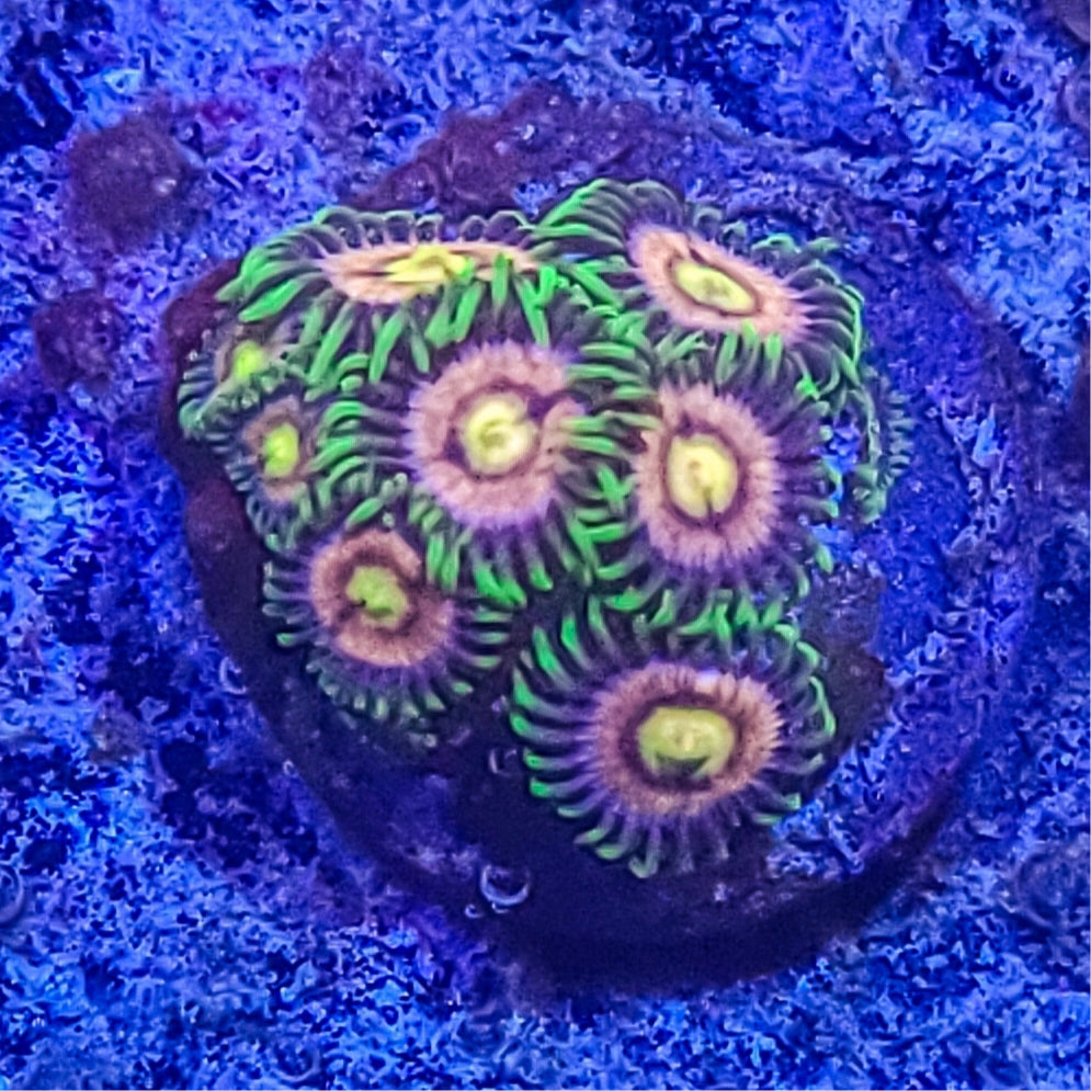 Zoanthid:  Laser Lemon  022 12G