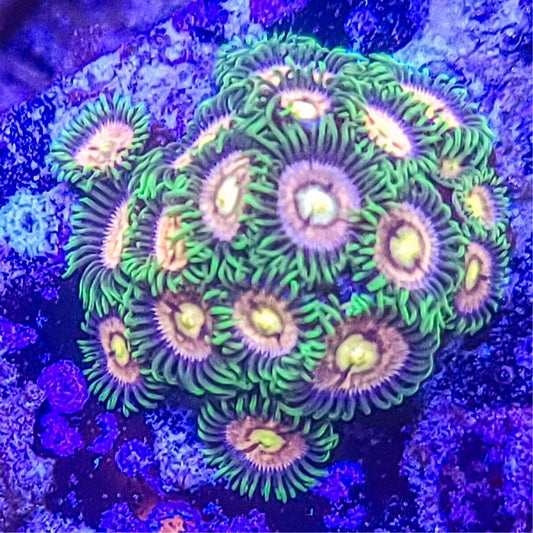 Zoanthid:  Laser Lemon  022 8A