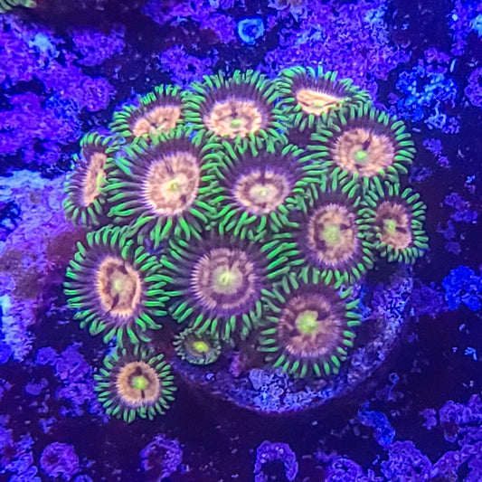 Zoanthid:  Laser Lemon  023 4E