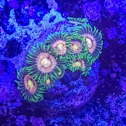 Zoanthid:  Laser Lemon  023 6B