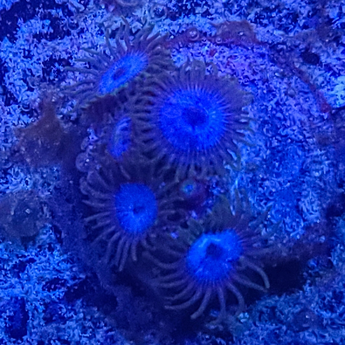 Zoanthid:  WWC Lich King  022 11G