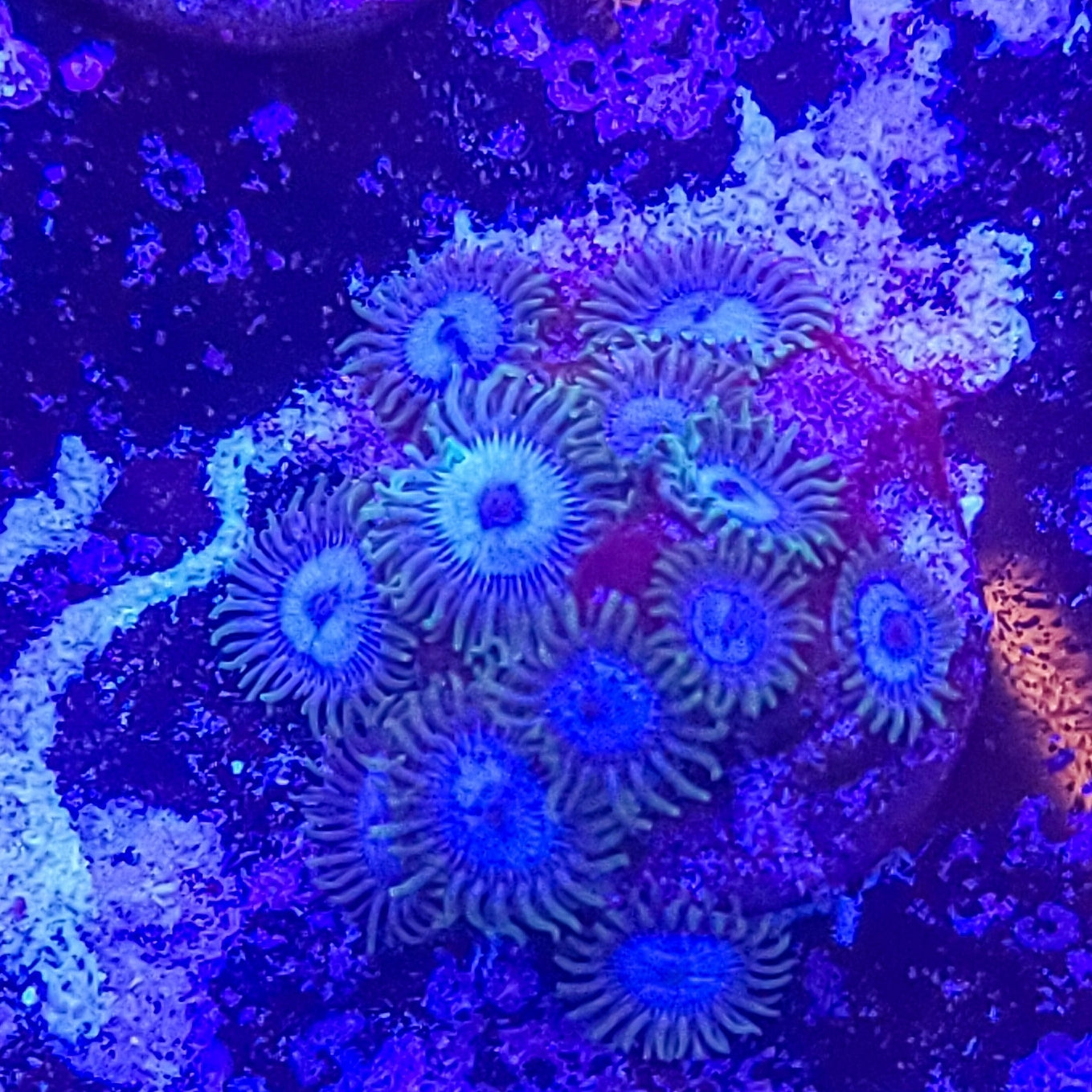 Zoanthid:  WWC Lich King  022 7B