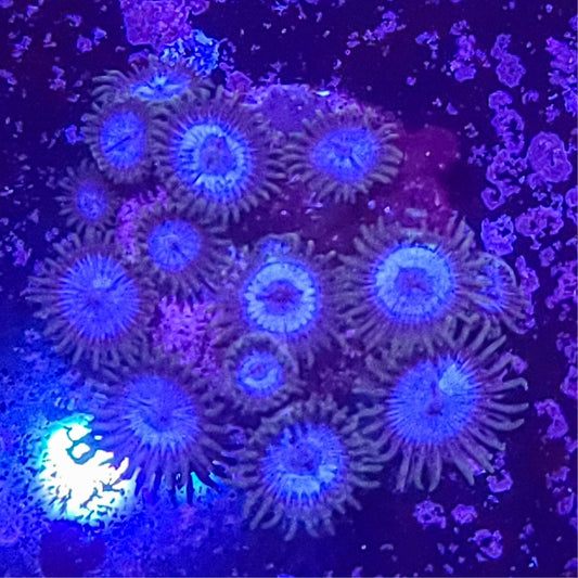 Zoanthid:  WWC Lich King 023 6H