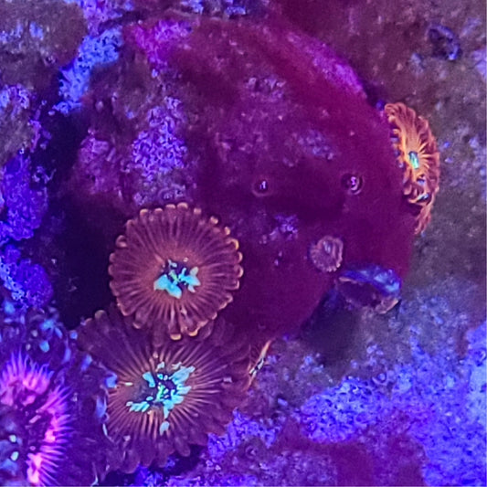 Zoanthid:  Magicians  023 2C