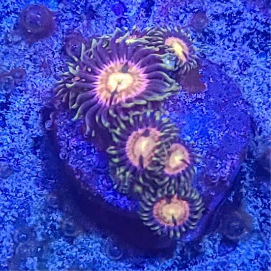 Zoanthid:  Nirvana  022 10F