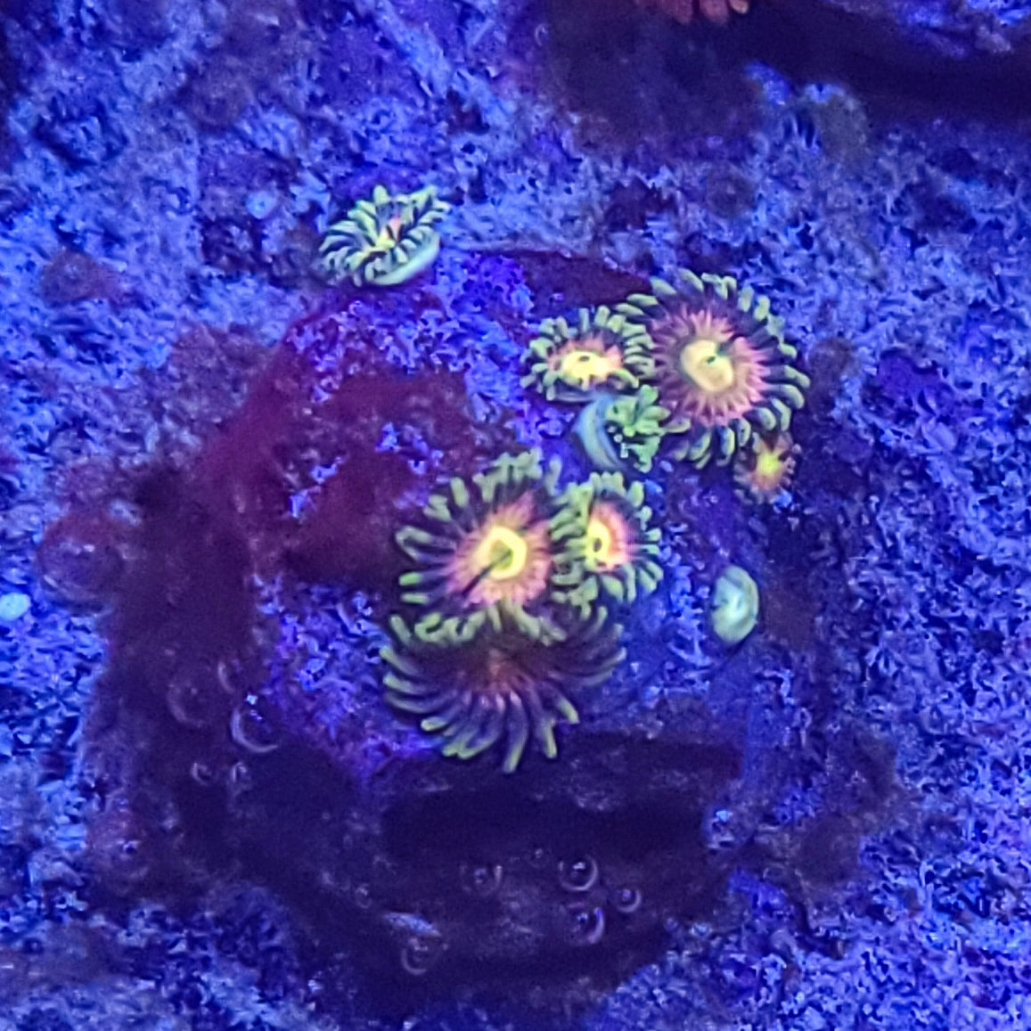 Zoanthid:  Nirvana  022 13F