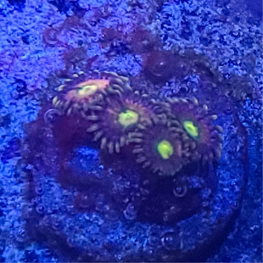 Zoanthid:  Nirvana  022 13G