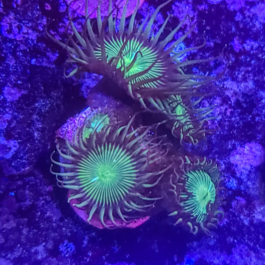 Zoanthid:  Nuclear Green Paly  023 15D