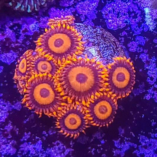 Zoanthid:  Orange Oxide  023 4F