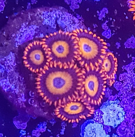 Zoanthid:  Orange Oxide  023 7G