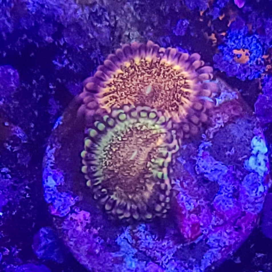 Zoanthid:  Pandora  022 3H