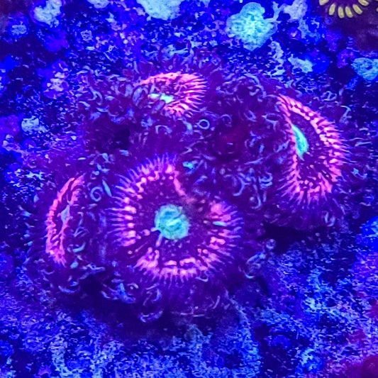 Zoanthid:  Pink Constellation  022 11B