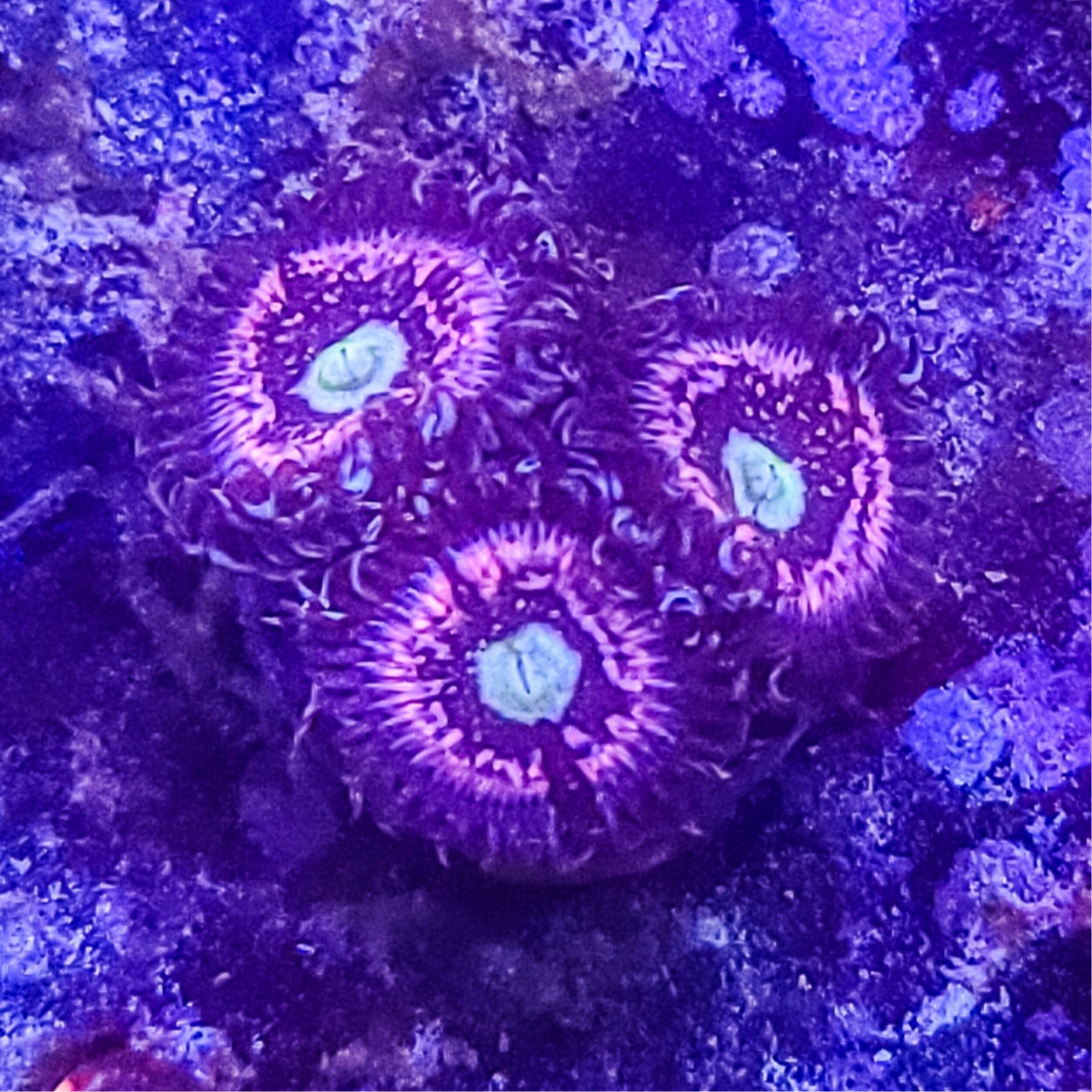 Zoanthid:  Pink Constellation  022 1G