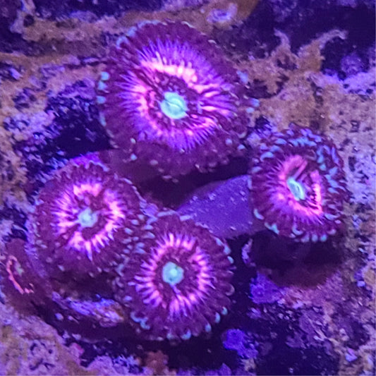 Zoanthid:  Pink Constellations 023 1I