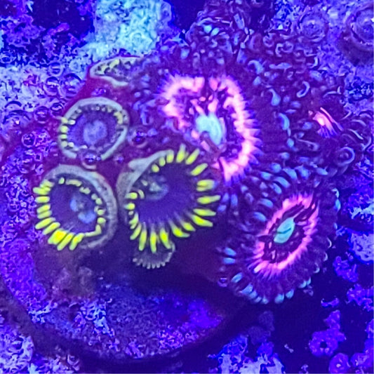 Zoanthid:  Pink Constellations  and Blueberry Fields 023 8B