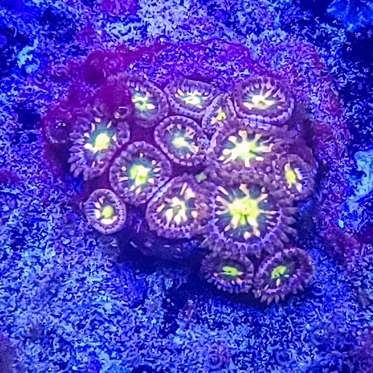 Zoanthid:  Pink Minefield  022 11C