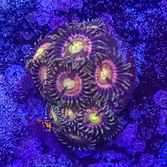 Zoanthid:  Kraken 022 6I