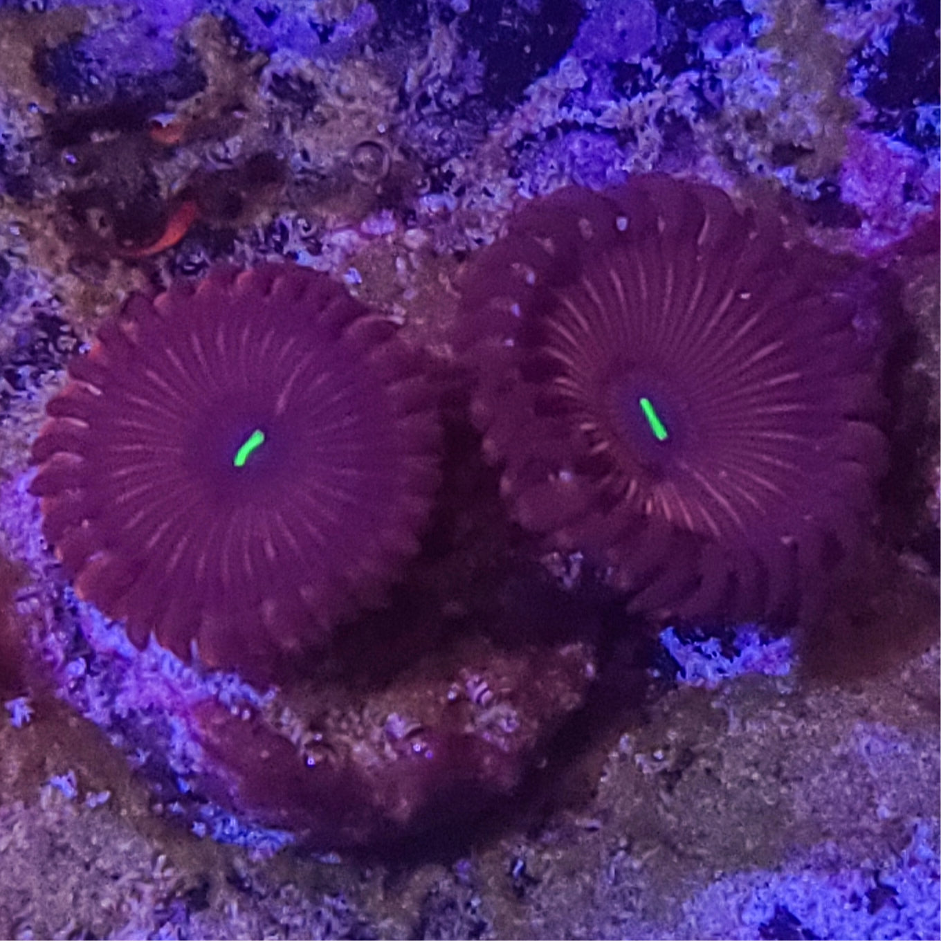 Zoanthid:  Purple People Eater  023 1B