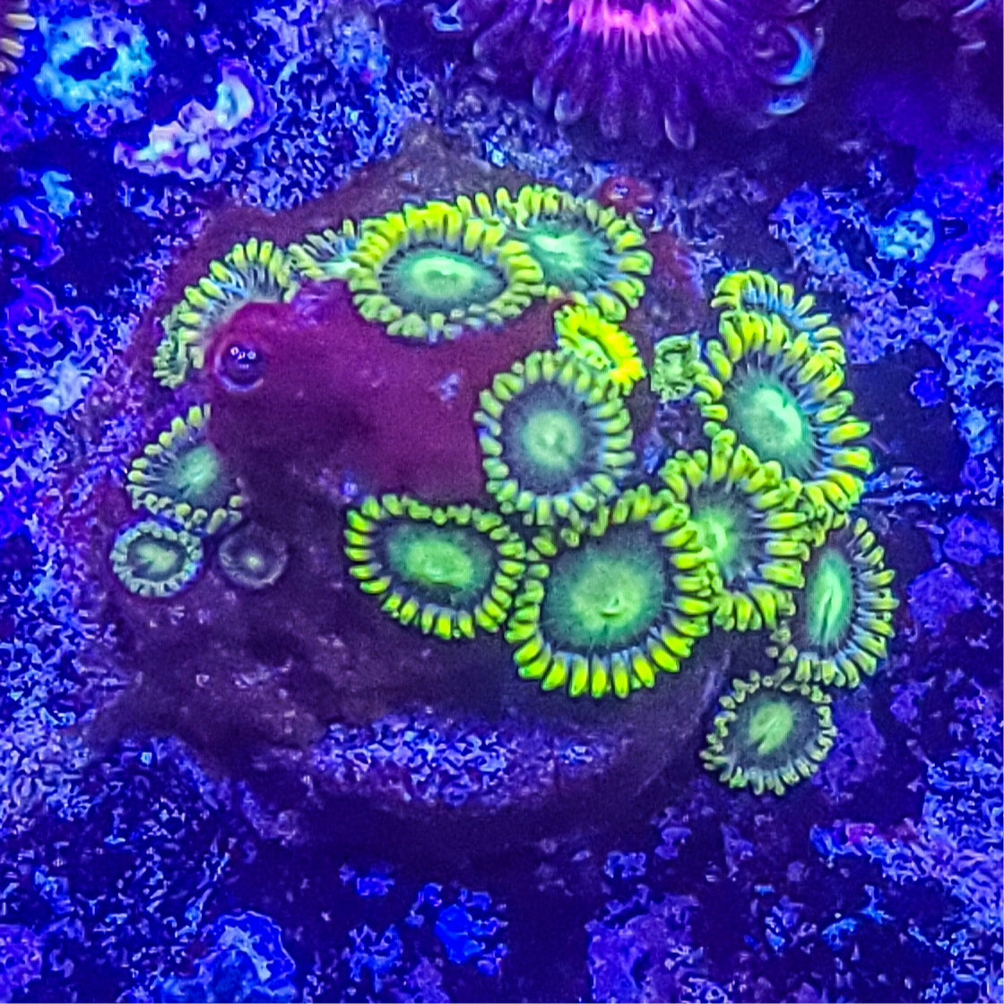 Zoanthid:  Radioactive Dragon Eyes  022 12C