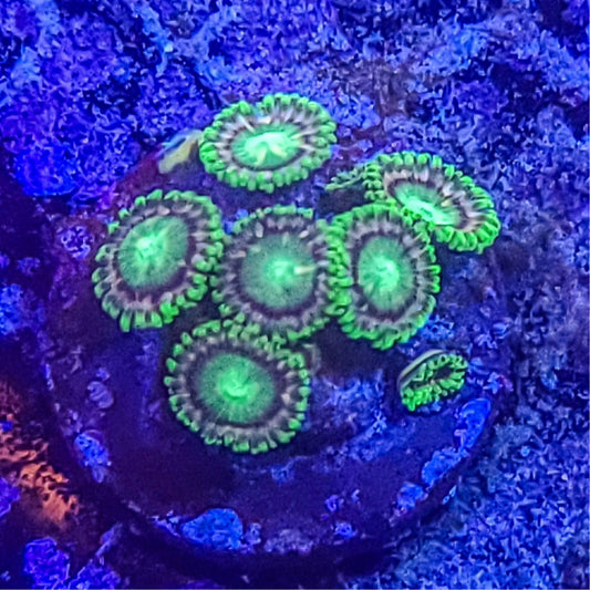 Zoanthid:  Radioactive Dragon Eyes  022 9H