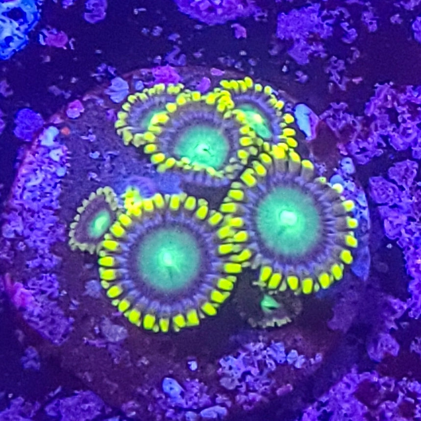 Zoanthid:  Radioactive Dragon Eyes  023 5G