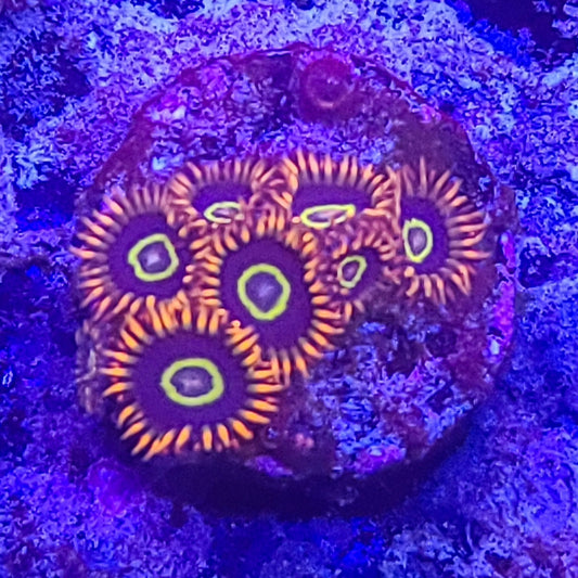 Zoanthid:  Rainbow Hornets  022 6D