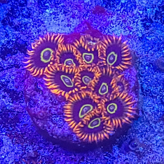 Zoanthid:  Rainbow Hornets  022 9D