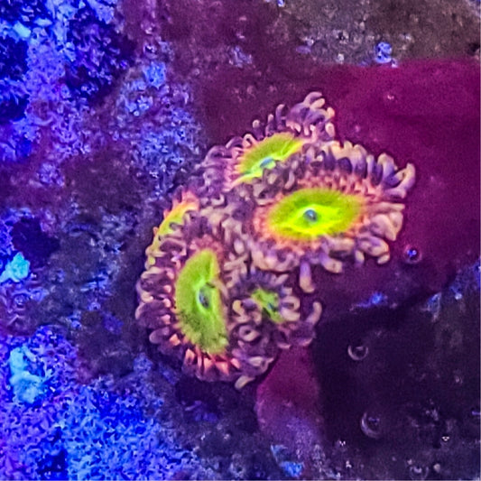 Zoanthid:  Rainbow Trolls 022 14B