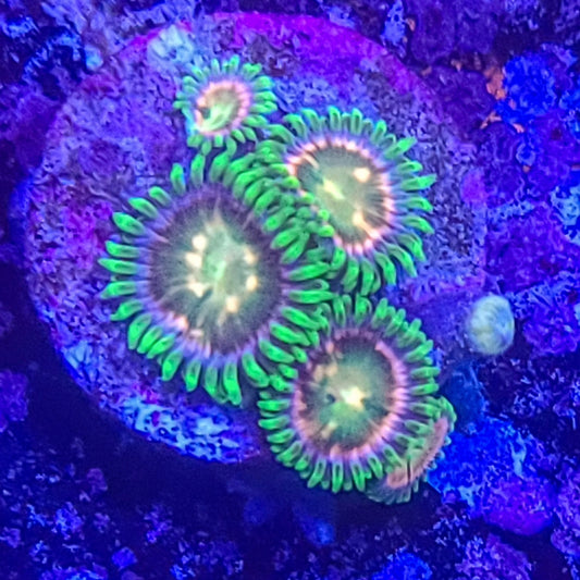 Zoanthid:  SA Laser Lemon 022 4I