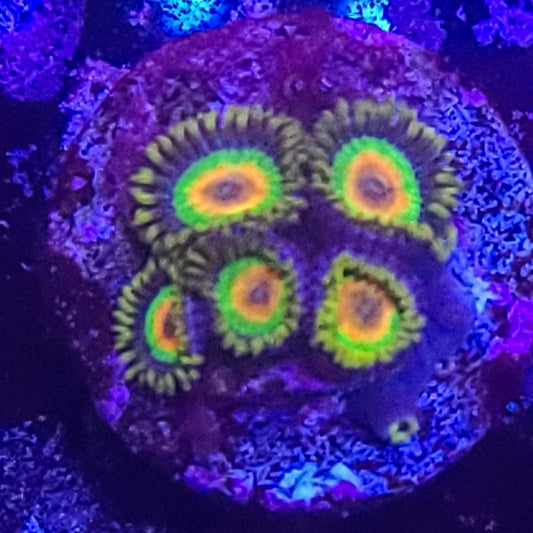 Zoanthid:  Rasta  022 1D