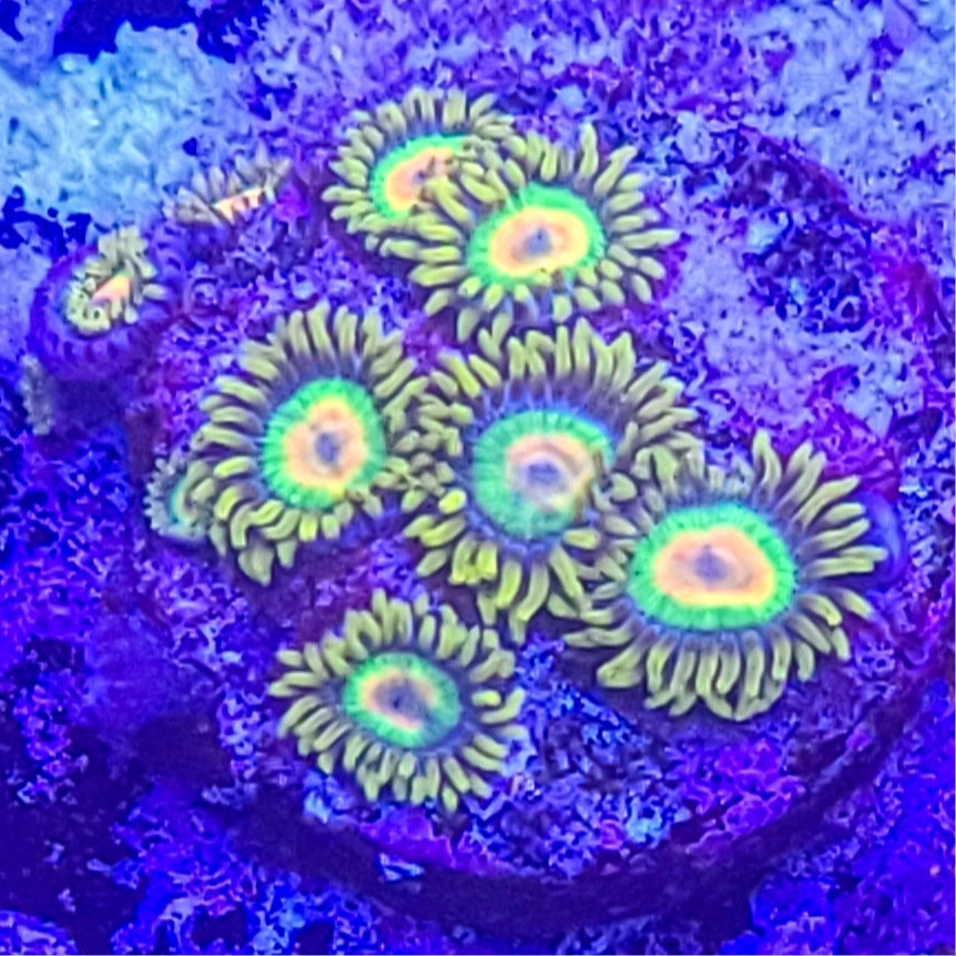 Zoanthid:  Rasta  022 6A