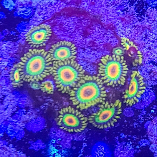 Zoanthid:  Rasta  022 8D