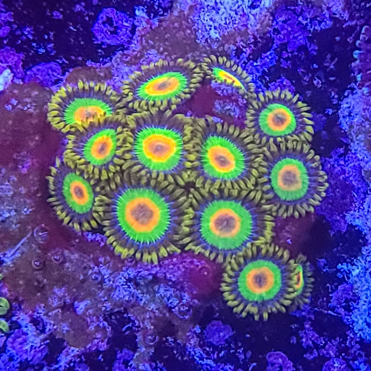 Zoanthid:  Rasta  023 3D