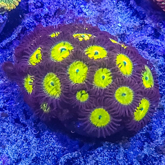 Zoanthid:  SA King Midas 022 12E