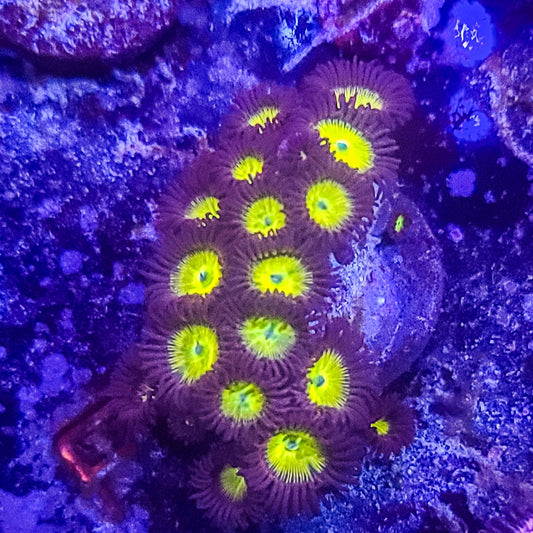 Zoanthid:  SA King Midas 022 1F