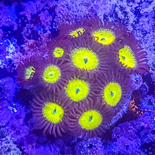 Zoanthid:  SA King Midas 022 5F