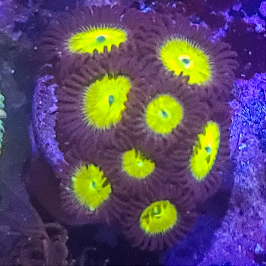 Zoanthid:  SA King Midas 023 10I