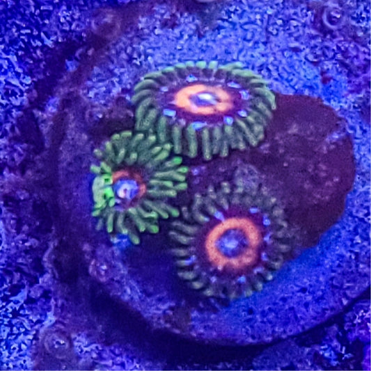 Zoanthid:  SA Pink Minefield 022 4H