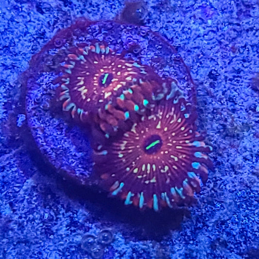 Zoanthid:  SA Seduction 022 10G