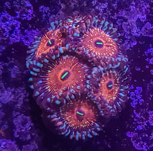 Zoanthid:  SA Seduction 023 13H