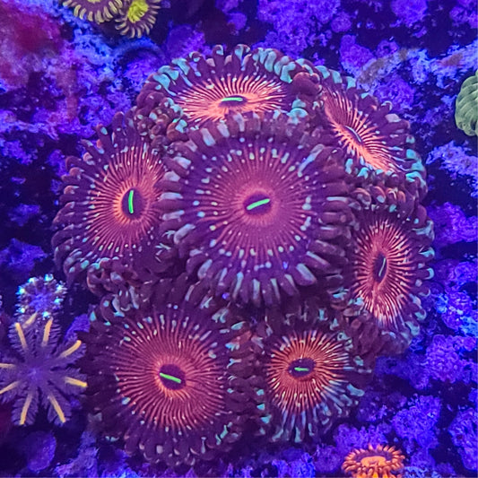 Zoanthid:  SA Seduction 023 3F