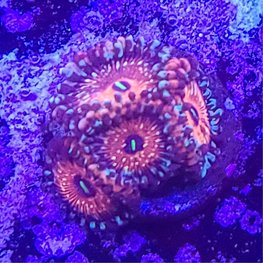 Zoanthid:  SA Seduction 023 8C