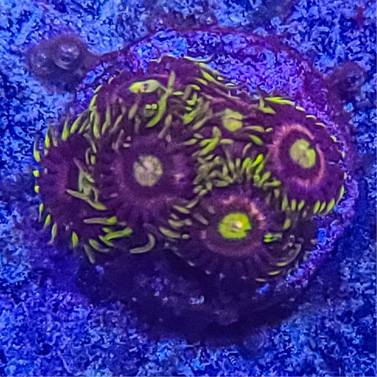 Zoanthid:  SA Setting Sun  022 10H