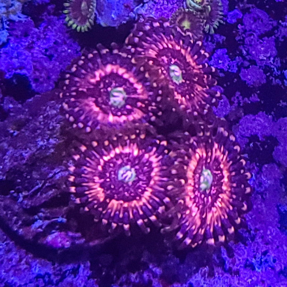 Zoanthid:  Pink Zipper 023 3J