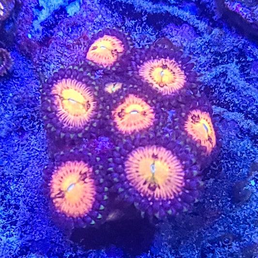 Zoanthid:  Sakura  022 11D