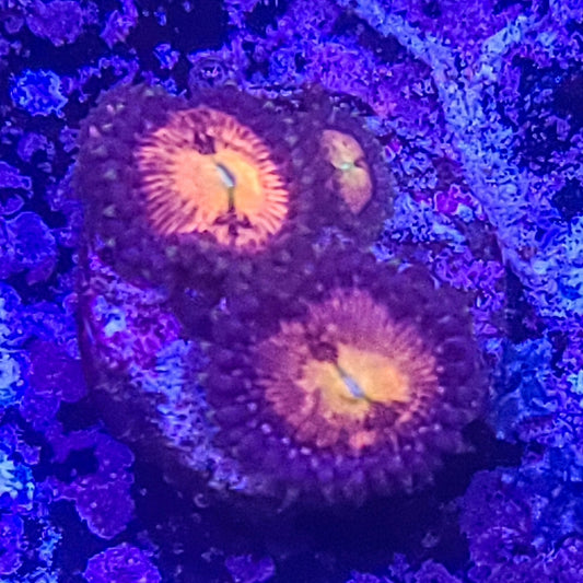 Zoanthid:  Sakura  022 7D