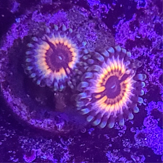 Zoanthid:  Sonic Flare 023 12G