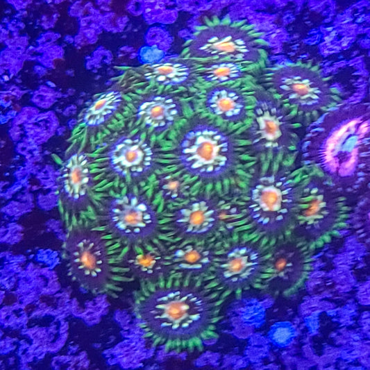 Zoanthid:  Stargazer  023 5E